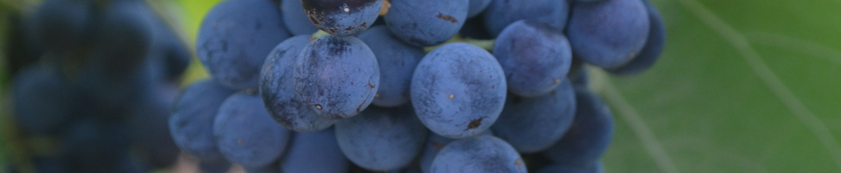 Vinos de bobal - garnacha... ¿qué tal este coupage? (14/19) - Verema
